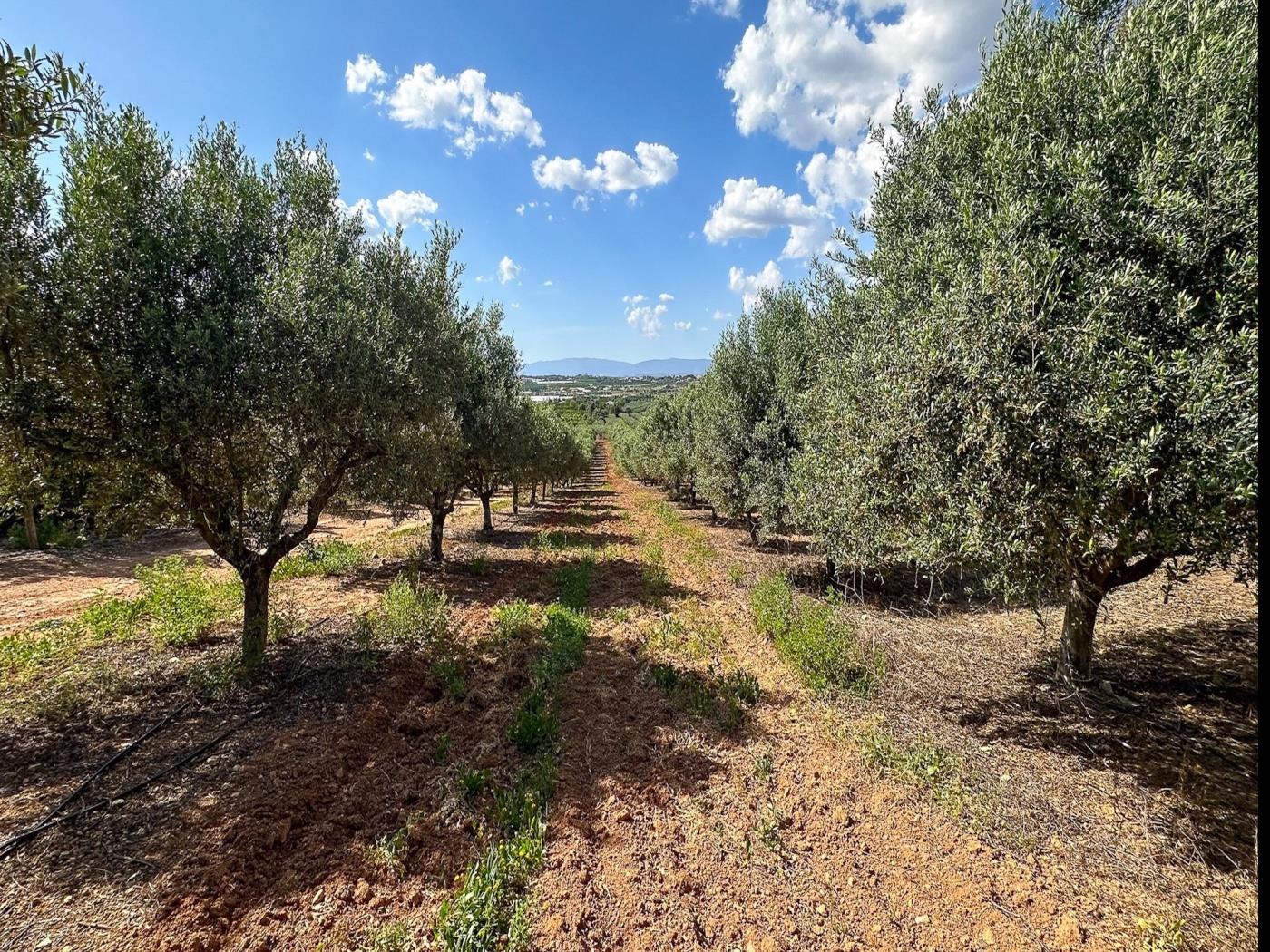 image Quinta de Santa Teresa 21